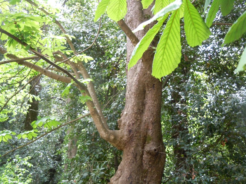 Aesculus hippocastanum / Ippocastano